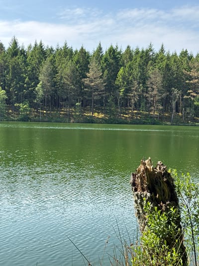 The image displays a serene natural landscape, likely a lake or pond, bordered by a dense forest under a clear blue sky. The original image appears to be rotated 90 degrees clockwise.
In the foreground and midground, a large body of water, possibly a lake or pond, stretches horizontally across the frame. Its surface is covered with small ripples, reflecting the bright sky and appearing greenish-blue in color, likely due to reflections of the surrounding trees or natural algae. Along the far bank, a thick coniferous forest extends, with tall green trees reaching towards the sky. The lower parts of the trees and their reflections are visible in the water.
On the right side of the foreground, a substantial piece of deadwood, resembling a fallen log or tree stump, partially submerged in the water, is covered with vibrant green foliage and possibly moss. To its right, thin, tall reeds or grasses emerge from the water's edge.
The upper portion of the image reveals a bright blue sky dotted with scattered white clouds, indicating clear and sunny weather. The lighting suggests it is daytime, possibly morning or afternoon. There are no people or animals visible, emphasizing the untouched natural environment. No visible text is present in the image. The scene conveys a sense of tranquility and natural beauty, characteristic of an outdoor location like Vessigebro, Sweden.