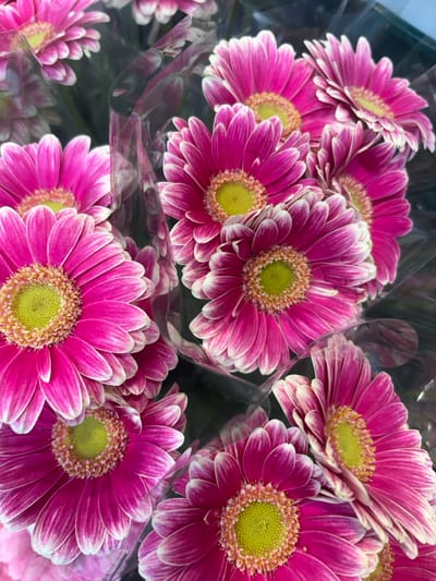 The image displays a dense arrangement of numerous gerbera daisies, contextually identified as being in Aiguilhe, France, though no specific geographical landmarks are visible. The flowers feature vibrant fuchsia-pink petals, each bordered with a distinct white edge, and bright yellowish-green central disc florets. Multiple individual or small groupings of these flowers are encased in clear plastic cellophane, which exhibits reflective surfaces and minor creases. The background is uniformly dark and out of focus. No human subjects or discernible environmental features are present beyond the flowers and their packaging.