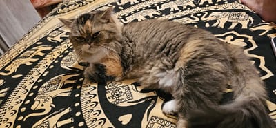 A fluffy, multi-colored cat with brown, gray, and orange fur is lying on a bed covered with a black and yellow patterned blanket. The blanket features repeating motifs of elephants and geometric shapes. The cat's eyes are partially closed, and its body is relaxed as it rests on the patterned fabric. The scene appears to be indoors, possibly in a bedroom. The location in Dogato, Italy, is not discernible from the visual information provided.