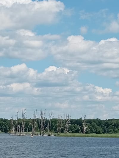 A body of water in Sztynort, Poland, is shown under a sky filled with white, fluffy clouds. In the distance, a line of trees forms a dense forest that borders the water. In the foreground, several dead trees with no leaves stand in the water. Some birds are perched on the branches of these dead trees. There are no people visible in the image.