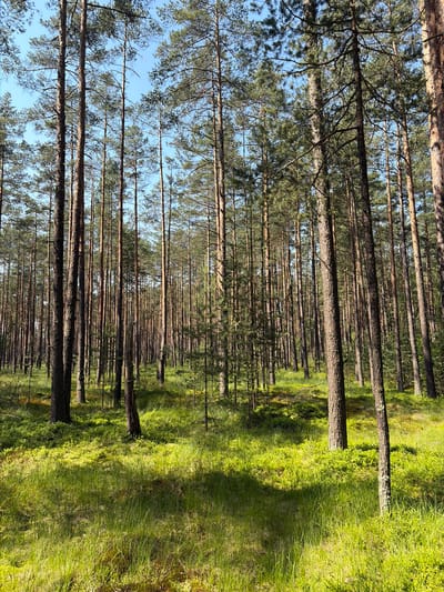 The image depicts a dense pine forest with a bright green, grassy undergrowth bathed in sunlight. Numerous tall, slender pine trees dominate the scene, their trunks varying in thickness and texture. The ground is covered in lush, vibrant green grass and low-lying vegetation, with patches of sunlight casting dappled shadows. The sky visible between the trees is a clear, pale blue. The environment suggests a natural, undeveloped area. The specific location within Nowy Targ, Poland, is not identifiable from the visual information presented in the image. There are no people or animals visible, and no specific actions or interactions are taking place.