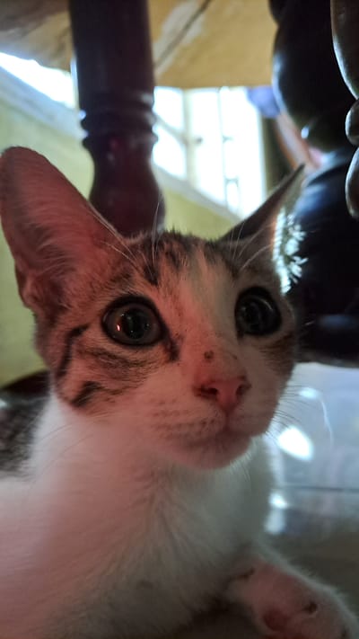 A close-up, low-angle shot captures a tabby and white kitten with large, dark eyes and pink nose, looking directly at the camera. The kitten's fur is soft and fluffy, with tabby markings on its forehead and ears. Its body is mostly white, with hints of tabby on its chest and paws. The background is blurred and appears to be an indoor setting, with a wooden table leg visible on the left and a bright window on the right. The overall impression is one of curiosity and innocence. The image does not provide any specific information about the location in Lhokaweawe, Indonesia.
