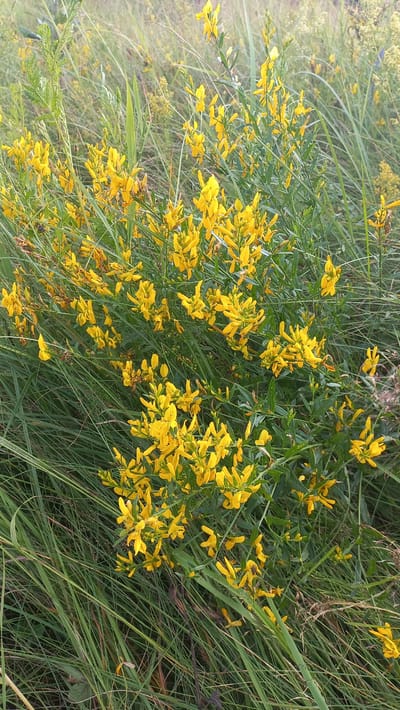A cluster of bright yellow flowering plants with green stems and leaves is shown in the foreground, surrounded by tall green grass. The flowers are small and numerous, clustered together in spikes. The background is blurred, with hints of more yellow flowers and green foliage, suggesting a field or meadow. The lighting is soft, indicating an overcast day or early morning/late evening. There is a single bee visible on one of the flowers. The location is the Стрэшынскі сельскі Савет in Belarus.
