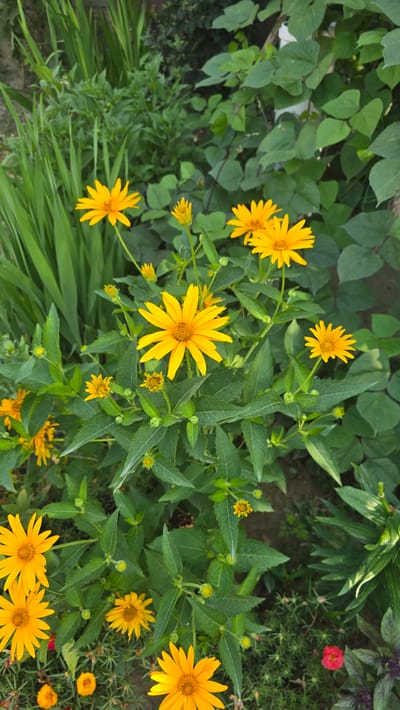 The image captures a close-up, eye-level view of a garden filled with bright yellow daisies and lush green foliage. The flowers, some fully bloomed with prominent orange centers and others as buds, are the central focus, interspersed with various shades of green leaves and taller, strappy green plants on the left. In the background, darker green leaves of a climbing plant create a textured backdrop. The scene is outdoors, suggesting a natural setting, possibly a garden in a residential area. The lighting appears to be natural daylight, casting soft shadows and highlighting the vibrant colors of the flowers and plants. There are no people or animals visible in the image. The location is described as Ақбұлақ, Kazakhstan, indicating a potentially arid or semi-arid climate, which might influence the types of plants found in the garden.