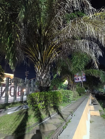 The image shows a palm tree in the center, with a large part of its trunk visible. It is standing next to a tall wall with a gray-colored finish, illuminated by streetlights. There are a few other trees and plants around the palm tree. On the right side of the image, a yellow-colored wall runs parallel to the wall on the left side. The image was taken at night, and it is quite dark except for the lit areas. The scene is located in Kecamatan Panji, Indonesia, at the coordinates -7.697 latitude and 114.032 longitude. The image was captured using a smartphone.