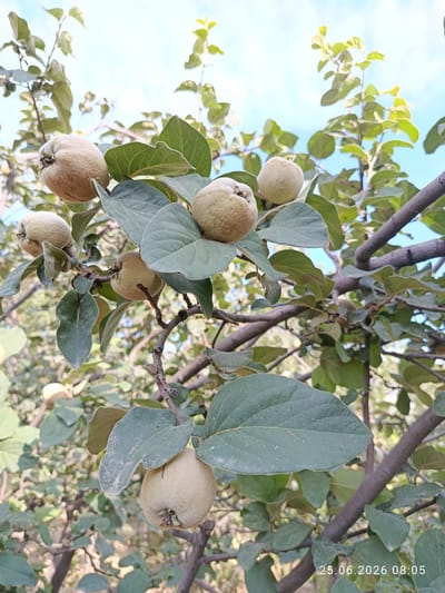 This image is a close-up, low-angle shot of a quince tree with several ripe fruits and green leaves, set against a bright blue sky. The quinces are round and fuzzy, with a pale yellow-green color. The leaves are large and ovate, with a matte green surface. The tree branches are dark and gnarled. The bottom right corner of the image has a timestamp "25.06.2026 08:05". The overall setting appears to be outdoors in a natural environment, possibly a garden or orchard. Given the timestamp, the location specified as Erkin, Uzbekistan, is not directly verifiable from the image itself, but this is the given context.
