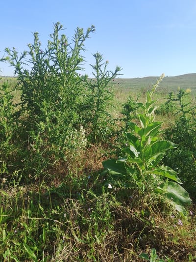This media file depicts a close-up view of wild plants under a clear blue sky, suggesting an outdoor setting in a natural environment. The foreground is dominated by lush green vegetation, including a large, leafy plant with broad leaves and a tall, slender stalk with a feathery top. To the left, a thorny plant with spiky branches and small pinkish-purple flowers is visible. The ground is covered with dry grasses, twigs, and smaller wildflowers in shades of purple and white.
In the background, rolling hills are covered in green grass, with a few scattered shrubs and trees. The sunlight indicates it is daytime, likely morning or afternoon, with fair weather. The scene is tranquil and serene, evoking a sense of nature's beauty. There are no people, objects, or text visible in the image. The location context is Krasnostepnovskoye, Russia, which aligns with the natural, undeveloped landscape presented.