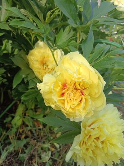 A close-up, low-angle shot captures several bright yellow peonies in full bloom, surrounded by lush green foliage. The peonies are the primary subjects, with one in the foreground and center, showcasing its ruffled petals and a vibrant red and yellow center. Another peony is visible further back and to the left, slightly out of focus, and a third is in the bottom right corner, also out of focus. The leaves are a deep green, providing a rich contrast to the vibrant yellow of the flowers. The background consists of more greenery, some dry grass, and soil. The lighting suggests it is daytime, with the sun illuminating the flowers and creating soft shadows. The overall mood is one of natural beauty and the peak of summer bloom. No people, text, or specific events are depicted. The image appears to be taken outdoors in a garden setting. Given the location context of Brodokalmak, Russia, the scene likely represents a domestic garden or a park during peony blooming season, which typically occurs in late spring to early summer.