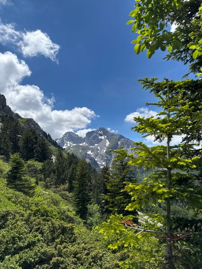 This is a vertical, medium-shot, eye-level photograph taken outdoors on a sunny day. The scene depicts a mountainous landscape in Jošanica, Montenegro, characterized by lush green vegetation and rugged peaks. In the foreground, the branches of a vibrant green fir tree with a visible trunk frame the right side of the image. Its needles are a bright, almost neon green, suggesting new growth.

Beyond the foreground foliage, the landscape opens up to reveal a steep, green mountainside dotted with numerous pine trees of varying shades of green. The terrain is uneven, with patches of sunlight and shadow. Further in the distance, prominent, sharp mountain peaks rise, their grey rock faces partially covered with patches of white snow. The sky above is a brilliant blue, with scattered, fluffy white clouds. The overall impression is one of a serene and wild natural environment. There are no people or animals visible in the frame.