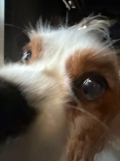 A close-up, somewhat blurry image focuses on a dog's face. The dog has brown and white fur, and its large, dark eye with a visible reflection is prominently featured. The background is dark and out of focus. It's not possible to confirm the location as being the city of Молодёжный, Russia, without more context or visual cues.