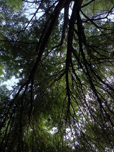 The image shows a low-angle view looking up through the canopy of a dense forest, with the sky visible in patches between the branches. Numerous dark tree trunks and branches crisscross the frame, creating a complex, almost maze-like pattern. Lush green leaves form a thick overhead cover, filtering the light and casting shadows. The scene is typical of a woodland environment, possibly a park or a natural area within or on the outskirts of the city of Gory, Russia. No people or specific landmarks are visible, suggesting a focus on the natural architecture of the trees and foliage.