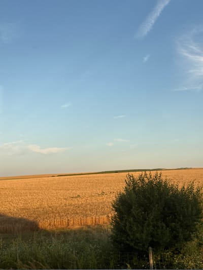 This is a landscape photograph of a golden wheat field under a clear blue sky, with some wispy white clouds. The image is oriented vertically, with the sky occupying the left two-thirds and the field the right third. The sun appears to be low in the sky, casting a warm, golden light on the wheat and creating a long shadow from a dark green bush on the right side of the frame. The bush is dense and leafy, and some of its branches extend towards the wheat field. A rustic wooden fence post is partially visible to the right of the bush. The wheat stalks are neatly arranged in rows, indicating it is a cultivated field. The overall scene suggests a peaceful rural setting in the countryside. Given the golden color of the wheat and the long shadows, it is likely late afternoon or early evening. The weather appears to be fair and sunny. No people or text are visible in the image.