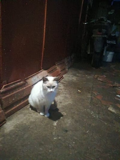 A white cat with grey markings on its ears and face is sitting on a damp, uneven ground next to a rusty brown metal door. The cat is facing to the right and appears to be looking downwards. To the left of the cat, there are several stacked terracotta-colored bricks. The background to the right is dark and indistinct, with some objects that appear to be containers or debris. The scene is dimly lit, suggesting it might be dusk or nighttime. The location is identified as Litynia, Ukraine.
