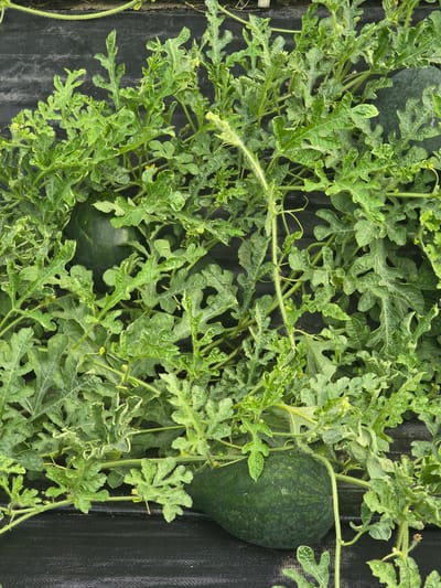 This is a top-down, close-up, eye-level shot of a watermelon plant growing in what appears to be a field in Gumi-si, South Korea. The scene is dominated by the lush green foliage of the watermelon vines, characterized by their broad, lobed leaves and tendrils. Several dark green, nearly ripe watermelons are visible, nestled amongst the leaves. One watermelon is prominently featured on the right side of the frame, while another is partially visible in the upper left corner, and a third is in the lower center. The plants are growing on black plastic mulch, a common agricultural practice used to suppress weeds and retain soil moisture. The lighting suggests it is daytime, likely sunny or partly cloudy, as there are no harsh shadows, and the colors are vibrant. The overall impression is one of growth and abundance in a cultivated agricultural setting. There is no visible text in the image.