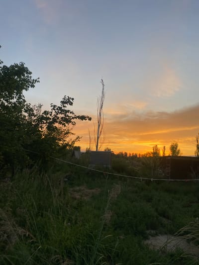 A wide shot captures a sunset over a rural area, likely on the outskirts of Шор-Булак, Kyrgyzstan. The sky is painted with vibrant oranges and yellows near the horizon, transitioning to a softer blue overhead. Silhouetted trees and vegetation dot the landscape. In the foreground, tall green grass and shrubs dominate, with a white clothesline strung across the middle ground, adorned with red clothespins. A few simple structures, possibly sheds or outbuildings, are visible in the background, along with a tall, bare tree trunk. The overall impression is one of a tranquil, natural setting at dusk.