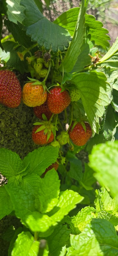 This media file shows a close-up view of a strawberry plant with ripe and unripe strawberries, interspersed with mint leaves. The strawberries are in various stages of ripeness, ranging from green to bright red, with some appearing to be in an intermediate yellow-orange stage. The mint leaves are a vibrant green and are also in focus. The background is blurred, suggesting a shallow depth of field, and appears to be soil or ground cover with some dappled sunlight filtering through. The lighting suggests it is daytime, likely a sunny day, as evidenced by the bright green of the leaves and the highlights on the strawberries. The scene appears to be an outdoor garden setting. There is no visible text in the image. The overall impression is one of a bountiful harvest in a garden environment. The location context provided is Manderbach, Germany, which places this scene in a specific geographical area.