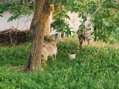 The image depicts an outdoor scene in a rural setting, likely in Capaclia, Moldova. In the foreground, a young goat with light brown fur grazes in tall, lush green grass. To the left, the trunk of a large tree with rough bark, partially covered in yellow lichen, stands prominently. Behind the goat, a white bucket with a rusty rim sits in the grass. Further back, a person wearing light-colored shorts and a patterned shirt is partially visible, walking or tending to something. The background includes a building with a textured wall, possibly brick, and a white section that might be part of another structure. Overgrown foliage and branches from trees, with green leaves and what appear to be unripe fruits, frame the scene.

The overall impression is one of a warm, perhaps late afternoon or early morning, given the soft, natural light that illuminates the grassy area and highlights the textures of the tree and the building. The environment suggests a farm or a yard with a natural, somewhat untamed feel. There is no visible text in the image. The activity appears to be a peaceful, everyday moment of animal husbandry or yard work in a rural agricultural landscape.