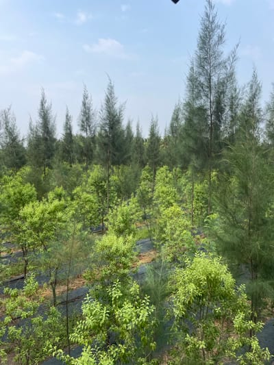 The image displays an outdoor scene featuring rows of trees and shrubs under a bright, light blue sky with scattered white, wispy clouds. The setting appears to be a cultivated area, such as a plant nursery or a young plantation.
In the background, a distinct row of tall, slender trees with dense, wispy, needle-like foliage, characteristic of species like Casuarina, extends across the frame. Their dark trunks are partially visible between the canopy layers. In front of these taller trees, a parallel row of smaller, bushier plants with vibrant, lighter green, oval-shaped leaves grows. These plants show active growth and contrast with the darker green of the background trees.
The ground beneath the foreground plants is mostly covered with a dark, possibly black, agricultural fabric or sheeting, likely used for weed control or moisture retention. Patches of dry soil or sparse vegetation are visible in areas not covered by the sheeting.
The scene is static, with no human activity or specific events taking place. The bright, even lighting indicates it is daytime, possibly mid-morning or late afternoon, as there are no harsh shadows. The overall impression is one of organized cultivation and natural growth. The location, according to context, is Dhundshi, India. There is no visible text in the image.