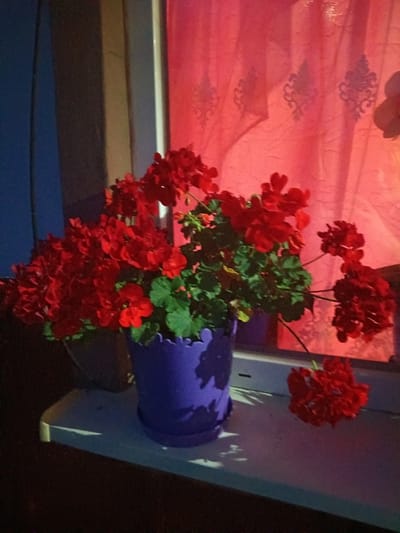 A purple decorative flower pot filled with red geraniums sits on a white windowsill. The pot is to the right of a dark object that appears to be another flower pot or planter. The background consists of a sheer red curtain with a patterned design. The scene is dimly lit, casting shadows on the windowsill and the curtain. The location is identified as Litynia, Ukraine.