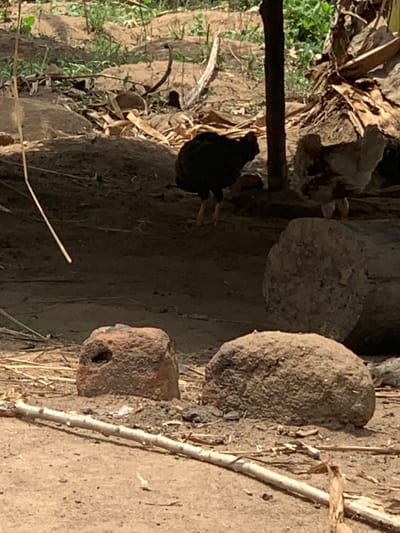 The image shows a chicken standing in a dirt area in Egbeda, Nigeria. It is a dirt area with a single chicken, a large tree trunk, and some large rocks. The chicken is black, with a white patch on its neck. The area has been disturbed by humans as evidenced by the large rock, and the chicken is likely a domestic bird. The environment is dry and dusty with no foliage except for a few green plants growing in the background. The tree trunk is dry and dead, and the rocks are large and irregular in shape. There is a long, thin, dry stick lying across the ground. The coordinates provided in the prompt locate the area in an unpopulated zone with no surrounding structures, buildings, or paths visible.