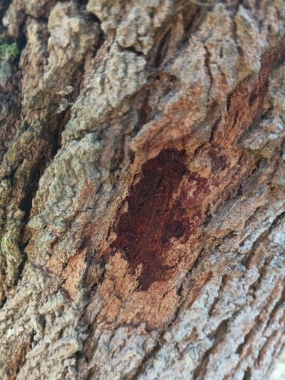 The image presents a close-up, high-resolution view of tree bark, observed in Masaiti, Zambia. The bark is characterized by its rough, deeply furrowed texture, exhibiting a primary coloration of variegated browns, grays, and subtle greenish-grey tones, particularly in the upper left section. A prominent, irregularly shaped patch of dark reddish-brown material, roughly ovoid, is centrally located within the frame, appearing embedded or dried onto the bark's surface. This dark area contrasts with the lighter surrounding bark. The overall surface features numerous vertical and diagonal ridges and crevices. No human figures, animals, man-made objects, or discernible actions or interactions are visible within the frame.