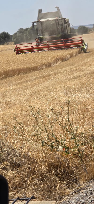 A combine harvester is actively harvesting a field of golden wheat under a clear blue sky. The machine, a Claas model, is prominently positioned in the upper center of the frame, with its red header bar cutting through the stalks. Dust is being kicked up by the machinery, indicating the harvesting process is in full swing. The field itself stretches out into the distance, with neatly cut rows of wheat visible. In the foreground, dry, straw-like vegetation and some green thorny plants with small red flowers are present. The overall scene depicts an agricultural landscape during harvest season, consistent with the rural environment of Angüés, Spain.