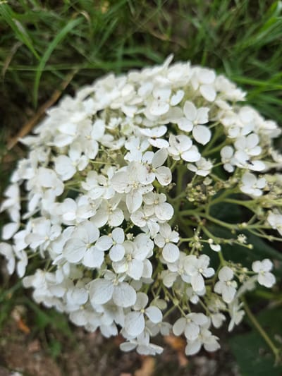 A close-up, slightly downward angled shot captures a cluster of small, white flowers with distinct veining on their petals. Several tiny insects, appearing to be flies, are visible on some of the petals. The flowers are set against a blurred background of green grass and brown soil, suggesting an outdoor environment. The specific location in Doneztebe / Santesteban, Spain, is not discernible from the image itself; it depicts a natural scene that could be found in various garden or park settings within the city.