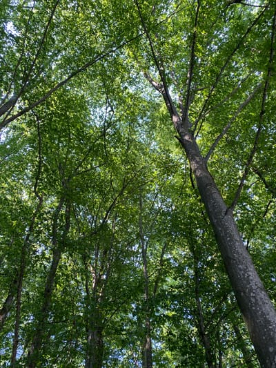 The image shows a low-angle view looking up through the canopy of a deciduous forest. The primary subjects are the tree trunks and branches, laden with lush green leaves, which create a dense, dappled ceiling against a bright sky. Sunlight filters through the leaves, illuminating parts of the foliage and casting shadows. Several thick branches are visible, with one prominent, rough-barked trunk stretching diagonally across the upper portion of the frame. The scene is bathed in bright light, suggesting a sunny day, likely in the late morning or early afternoon. The abundance of green foliage indicates a temperate climate during the growing season, likely spring or summer. There are no visible people or man-made objects, conveying a sense of natural tranquility. The location context of "Сонячне, Ukraine" suggests a rural or natural setting within that region. The overall impression is one of immersion in nature, with the overhead view emphasizing the height and breadth of the trees. No text is visible in the image.