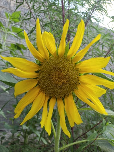 The image shows a close-up, eye-level view of a bright yellow sunflower in the foreground. The sunflower is facing the camera, with its petals spread outwards from a textured, brown center. The stem and a few green leaves are visible at the bottom of the flower. Behind the sunflower, a blurred background consists of greenery, possibly other plants or foliage, and a textured grey surface that appears to be a wall made of stone or brick. The lighting suggests it is daytime. There are no people or animals in the image. The scene is a natural outdoor environment, possibly a garden or yard within the city of Ikkiaul, Uzbekistan, given the context provided.