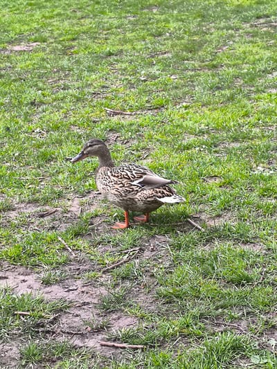 A female mallard duck stands in a grassy area with patches of bare dirt and small twigs scattered around. The duck has mottled brown and black feathers, an orange beak, and orange legs. The grass is green and short. The location is Broek op Langedijk, Netherlands.