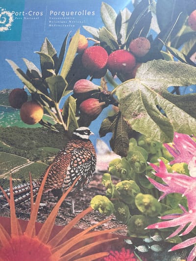 The image is a collage featuring text at the top reading "Port-Cros Porquerolles" and "Parc National," indicating the location is likely within the Port-Cros National Park, near Hyères, France, specifically on or referencing the islands of Port-Cros and Porquerolles. The collage depicts a vibrant natural scene with several distinct elements layered together. In the foreground, a colorful bird with intricate feather patterns, possibly a francolin or partridge, is perched on the ground. Behind the bird, there are green foliage and large, pink, spiky floral elements, as well as smaller green plants with yellow flowers. Scattered throughout the scene are red, bumpy fruits, resembling arbutus berries, and figs. In the background, a panoramic view shows a hillside covered in dense green trees, a vineyard, and a bay dotted with numerous sailboats. The overall impression is one of a rich, diverse natural environment, representative of the Mediterranean islands.
