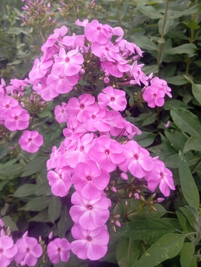 A close-up, vertical shot captures a cluster of vibrant pink phlox flowers against a backdrop of dark green foliage. The flowers are in various stages of bloom, with some fully open and others still forming buds. The petals are soft and delicate, and the center of each flower features a slightly darker pink hue. The lighting is soft, creating a slightly diffused effect. There are no people or other objects visible in the frame. The image appears to be taken outdoors, in a natural setting. The location is identified as Qarabulaq, Kazakhstan.