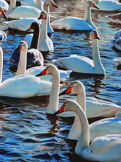 The image shows a flock of white swans swimming in a body of water that appears to be a lake or pond. The swans are primarily white with orange beaks. Some of the swans are facing the camera, while others are looking away. The water is a deep blue color and reflects the sunlight, creating a shimmering effect. The background is blurred, but it appears to be a natural environment with trees or other vegetation. The location in the city of Mawindi, Tanzania is not specified in the image.