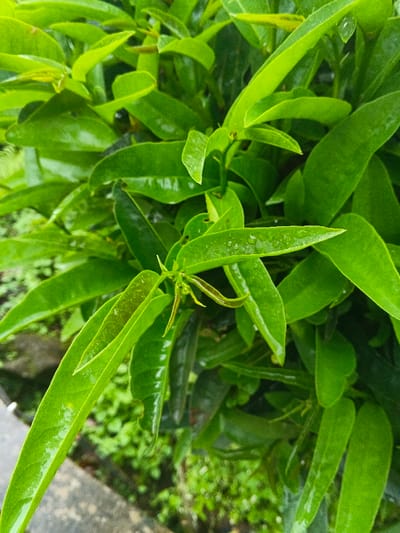 The image displays a close-up view of vibrant green foliage, identified as being located in Tapaiteng Uesa, Bhutan. The frame is dominated by numerous elongated, lanceolate leaves, many of which exhibit small, translucent water droplets on their surfaces. Several lighter green, nascent leaves and developing shoots are visible near the center of the plant structure. The background consists of out-of-focus green foliage and a blurred ground area featuring smaller green plants and a dark gray, possibly concrete or stone, edge in the lower left portion. There are no human figures, animals, or discernible actions/interactions depicted beyond the natural presence of the plant and its hydrated state.