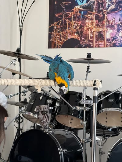 A blue and yellow macaw perches on a rope-covered stand positioned among a set of black drums with chrome hardware. The drums are arranged at various heights and angles, along with several cymbals mounted on stands. A skull decoration hangs from one of the drums. In the background, a framed abstract print of what appears to be brass musical instruments is visible on the wall. Cables and drum hardware are strewn across the white floor, which also features a partial view of a person's hair at the bottom right.