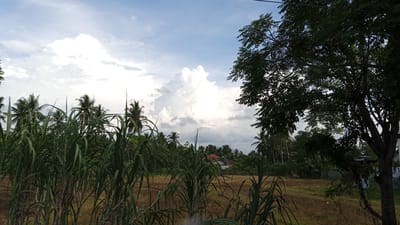 The image depicts a rural landscape in Lancang Barat, Indonesia, characterized by a cloudy sky with dramatic cumulus clouds, a prominent large tree on the right, and lush green vegetation in the foreground. In the mid-ground, a field of dry grass or rice stalks can be seen, interspersed with palm trees and other tropical foliage. A small building with a red roof is visible in the distance, nestled amongst the trees. The scene appears to be a natural, unpopulated area.