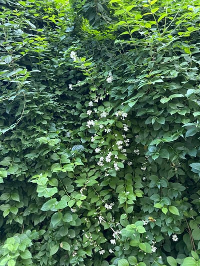 The image shows a dense wall of green foliage with scattered small white flowers. The leaves are varied in size and shape, with some appearing glossy and others more matte. The flowers are delicate and clustered in some areas, while others are more sparsely distributed. The lighting suggests it might be daytime, with a slightly overcast sky or dappled shade, as there are no strong shadows. The overall impression is one of natural abundance and growth, possibly a garden or wild overgrowth. There are no people or visible text in the image. The setting appears to be outdoors, likely in a temperate climate, given the type of vegetation. The orientation of the image is landscape.