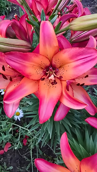 A close-up, overhead shot showcases a vibrant lily in bloom. The lily's petals display a striking gradient from a deep pink at the edges to a warm orange at the center, punctuated by dark speckles. The stamen and pistil are visible in the flower's core. The background is filled with lush green foliage, the sharp, pointed leaves of other lilies, and a few smaller white and yellow daisies. Scattered red petals lie on the dark soil amongst the greenery. The image appears to be taken in a garden setting. The location is described as Krugloozyornoye, Kazakhstan.