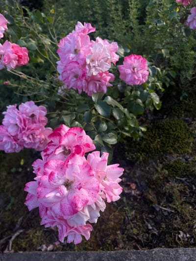 In the city of Wiehl, Germany, a cluster of delicate pink roses, some with speckled petals, bloom amidst lush green foliage. The roses are the primary subjects, with a few larger clusters in the foreground and smaller blooms scattered throughout the background. The surrounding environment consists of dense green leaves and dark, mossy ground, suggesting a garden setting. The lighting indicates it is daytime, with soft sunlight illuminating the flowers. There are no people or animals visible in the image.