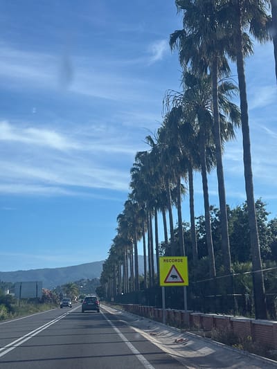 Captured at eye-level, the image showcases a straight stretch of road in Beniflà, Spain, lined with tall palm trees on the left. A yellow triangular road sign warning of wild animals stands on the side of the road. Two vehicles are visible on the road, a black car in front and a silver car following behind. Beyond the trees, a hilly terrain is present. The sky is blue with wispy white clouds.
