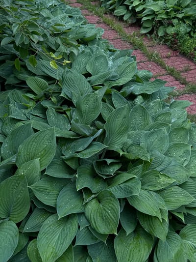 The image shows a cluster of large, green hosta leaves, some of which are covered in water droplets. The leaves are a deep green color and have a ribbed texture. In the background, a red brick pathway with patches of grass is visible. The scene appears to be a garden or park area. There are no people or animals in the image. The location of this scene is Yakshur-Bod'ya, Russia.