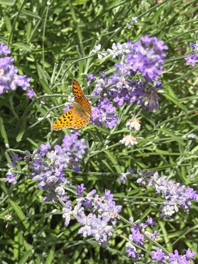 A butterfly with orange and black markings is perched on a lavender plant in Selanovtsi, Bulgaria. The butterfly's wings are spread open, revealing intricate patterns. The lavender plant has numerous small purple flowers and green foliage. The background is a blur of green leaves and stems, indicating a natural outdoor setting. The image is taken in daylight, with soft lighting that highlights the details of the butterfly and the flowers. The scene appears tranquil and captures a moment of nature's beauty.