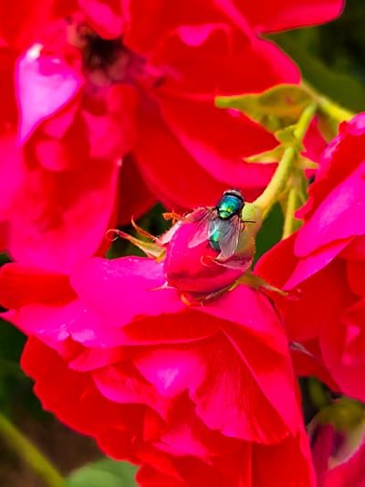 A macro photograph captures a metallic green fly resting on the unopened petals of a vibrant pink rose. The rose, with its velvety texture, is slightly unfocused, allowing the sharp details of the fly to stand out. The fly's iridescent exoskeleton gleams with shades of emerald and sapphire, and its delicate wings are partially folded. The background consists of blurred red and pink rose petals, suggesting a garden setting. The image was taken in a garden in Vecumnieki, Latvia.