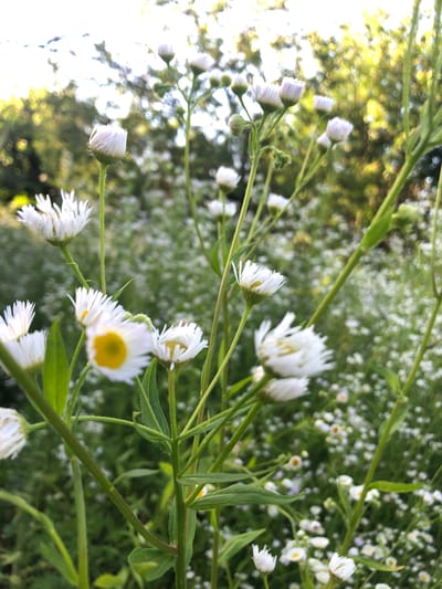 The image depicts a close-up view of a field of small, white daisy-like flowers with yellow centers. The flowers are in various stages of bloom, with some fully open and others still in bud. They are growing on thin, green stems, and many have delicate, ray-like petals. The background is a blur of green foliage and other white flowers, suggesting a dense meadow or garden. The lighting indicates it is likely daytime, with the sun casting a warm glow, highlighting the details of the flowers. There are no people or man-made structures visible in the image. The image is too general to specify a location within the city of Brut, Russia.