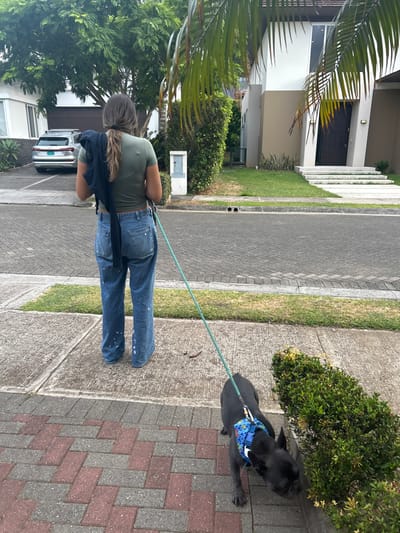 The image depicts a woman walking her dog on a leash in a residential neighborhood in Río Oro, Costa Rica. The coordinates provided place the location at the intersection of Calle 31 and Calle 13, near a house with a green lawn and a white exterior. The woman is wearing a green shirt, blue jeans, and a black jacket slung over her shoulder. She is facing away from the camera, while her black French Bulldog is sniffing the ground near a bush. The dog is wearing a colorful harness. The scene is lit by the natural light of a cloudy day. The paved road and sidewalk are well-maintained, suggesting a relatively affluent area. The image has been taken from a slightly elevated perspective.