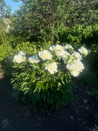 A cluster of white peony flowers is in full bloom in a garden. The peonies are a mix of fully opened blooms and buds. The plants have lush green foliage and are growing in dark soil. Behind the peonies, there are various bushes and trees with dense green leaves. A bright blue sky is visible through the branches. The scene appears to be a residential garden in Maksimovshchina, Russia, bathed in natural sunlight. There are no people or animals visible in the image.