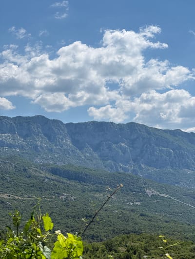 A wide shot captures a mountainous landscape under a bright blue sky dotted with fluffy white clouds. The foreground is dominated by lush green foliage, with vibrant green leaves and delicate vines in sharp focus. Beyond this, a dense, verdant forest covers the lower slopes of the mountains. The mountains themselves rise in the background, their rocky, grey surfaces textured and layered, with shadows defining their contours. The scene appears to be a natural, outdoor environment, likely in a mountainous region. The photograph is a vertical composition.
