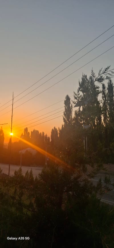 A vertical, full-shot photograph captures a sunset in Djiyde, Kyrgyzstan. The sun, a bright orb, shines low on the horizon to the left, casting a warm orange glow across the sky and a prominent lens flare that streaks diagonally from the sun across the image. Silhouetted against the sunset is a line of tall, slender trees. In the foreground, dark green coniferous shrubs are visible, with some bright red glints scattered throughout their branches, possibly from small berries or refracted light. Power lines stretch across the sky, running horizontally from left to right. A utility pole stands to the left of the frame, near the sun. In the middle ground, a road is visible, with a pedestrian crossing sign on the right side. The sky transitions from a pale blue at the top to a soft orange hue near the horizon. The overall scene depicts a tranquil evening in a semi-rural setting.