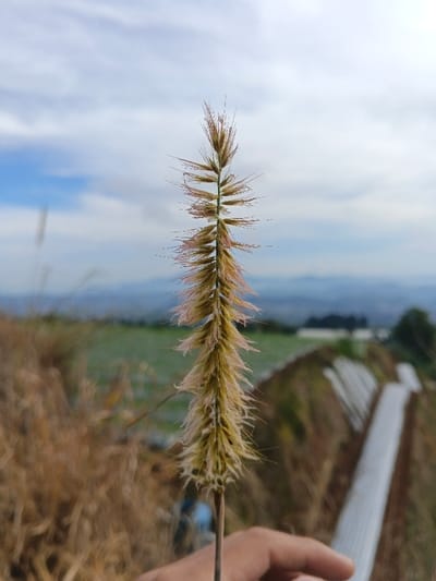 A close-up captures a tall, slender grass stalk in sharp focus, held by a hand. Its textured, yellowish-brown surface features delicate, hair-like protrusions with subtle pinkish hues. The background displays a blurred landscape with greenery, a linear structure covered in white material, and distant mountains beneath a cloudy sky. The image's shallow depth of field draws attention to the grass stalk while softening the details of the surroundings.