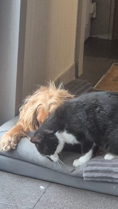 The image depicts an indoor domestic scene. The specific location within Melle, Belgium, is not identifiable from the visual information provided. A light-brown, long-haired dog is lying on its left side on a grey pet bed. Its head is positioned towards the left and is largely obscured by a black and white tuxedo cat. The dog's right front paw rests on the pet bed. The cat is positioned on the pet bed with its head lowered, appearing to sniff or investigate the area near the dog's head. The pet bed is rectangular, grey, and features a grey striped blanket draped over its right side. The floor beneath the pet bed consists of light grey tiles with dark grout lines. A small, irregular white fragment is present on the tiled floor in the lower left foreground. The background reveals a light-colored wall with a baseboard, and a partially visible open doorway leading into another room with a darker floor surface.